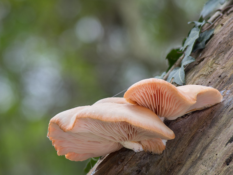 Rhodotus palmatus